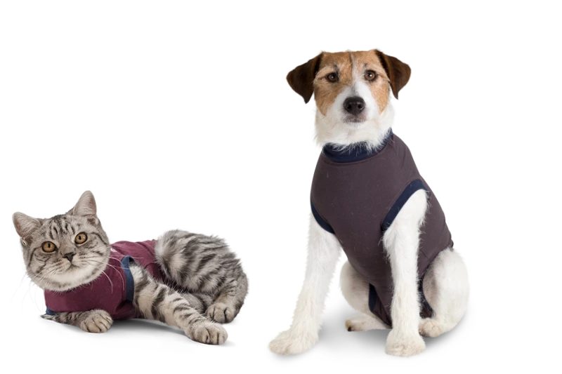 Cat and dog